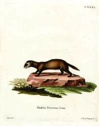 European Polecat (farvet gravering)