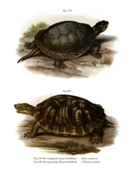 Europæisk damskildpadde (farve litho)