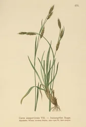 Stedsegrønt siv (Carex sempervirens)