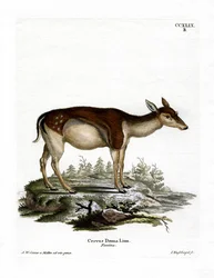 Dådyr (farvet indgravering)