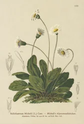 Falsk Aster (Bellidiastrum Michellii)