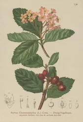 False Medlar (Sorbus chamaemespilus)