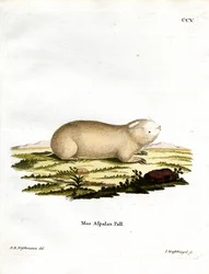 Falsk Zokor (farvet gravering)