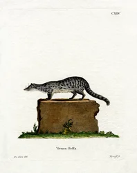 Fanaloka (farvet gravering)