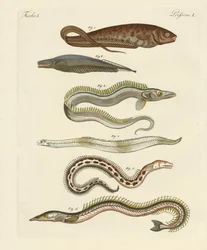 Fisk (farvet gravering)