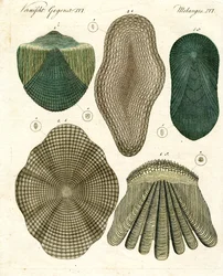 Fiskeskæl