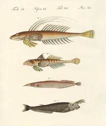 Fisk med en mærkelig form (farvet gravering)