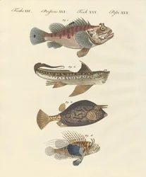 Fisk med en mærkelig form