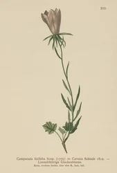 Hørbladet klokkeblomst (Campanula linifolia, Campanula Carnica)