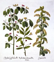 Fly Honeysuckle and Hawthorn, fra Hortus Eystettensis, af Basil Besler (1561-1629), pub. 1613 (håndfarvet gravering)