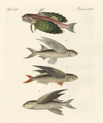 Flyvende fisk
