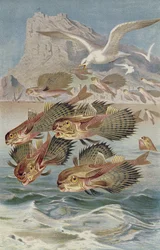 Flying Gurnard, tallerken fra Brehms Animal Life: General Knowledge of the Animal Kingdom, bind 8, s.134, udgivet af Bibliografisk Institut, 1892