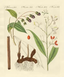 Udenlandske krydderier (farvet gravering)