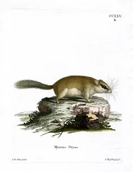 Skovdormus (farvet gravering)