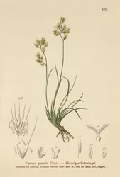 Firkløveret svingel (Festuca pumila, Festuca quadriflora)