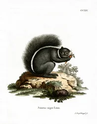 Ræveegern (farvet gravering)