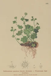 Skør Saxifrage (Zahlbrucknera paradoxa, Saxifraga paradoxa )