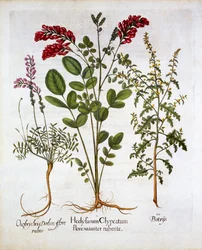 Fransk kaprifolier, almindelig sainfoin og fjergeraniumJerusalem eg, fra Hortus Eystettensis, af Basil Besler (1561-1629), pub. 1613 (håndkoloreret gravering)