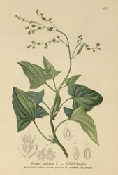 Fransk sorrel (Rumex scutatus)