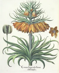 Kejserkrone: Corona Imperialis florum classe duplici, fra Hortus Eystettensis af Basil Besler (1561-1629), udgivet 1613