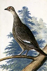 Game Bird, ca. 1740 (akvarel på papir)