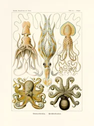 Af Gamo, 1899-1904