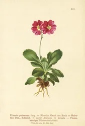 Have Auricula (Primula pubescens, Primula Rhaetica, Primula Helvetica)