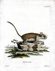 Havedormus (farvet gravering)