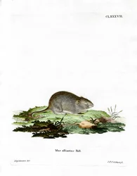 Hvidløgsmus (farvet gravering)