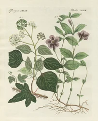 Tysk stedsegrøn plante (farvet gravering)