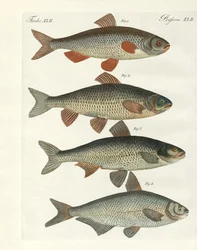 Tysk flodfisk