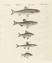 Tysk flodfisk
