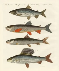Tysk flodfisk