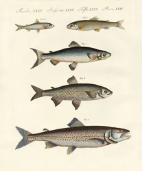 Tysk flodfisk