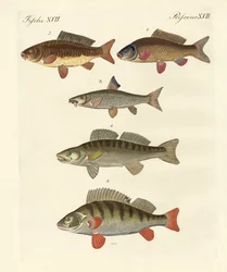 Tysk havfisk