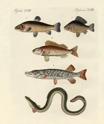 Tysk havfisk
