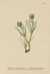 Kuglehovedet Rampion (Phyteuma hemisphaericum)