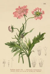 Glansende Scabious (Scabiosa lucida)