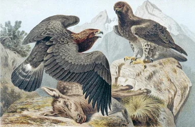 Guldørn, plade fra "Brehms Tierleben: Allgemeine Kunde des Tierreichs" vol.6, s.266, udgivet af Bibliographisches Institut