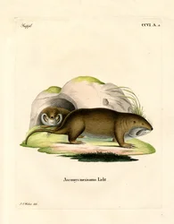 Gopher (farvet gravering)