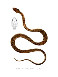 Graceful Racer (farve litho)