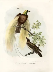Greater Bird of Paradise, 1864