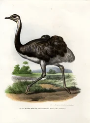 Greater Rhea, 1864