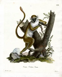 Green Monkey (farvet gravering)