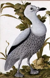 Grågås, ca. 1740 (akvarel på papir)