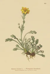 Grå Ragwort (Senecio incanus)