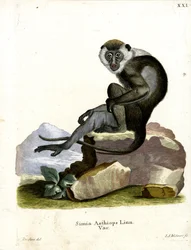 Grivet (farvet gravering)