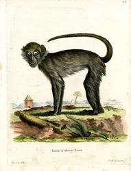Grivet (farvet gravering)