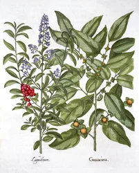 Guaiacum og kinesisk liguster, fra Hortus Eystettensis, af Basil Besler (1561-1629), pub. 1613 (håndfarvet gravering)