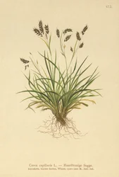 Hårlignende Sedge